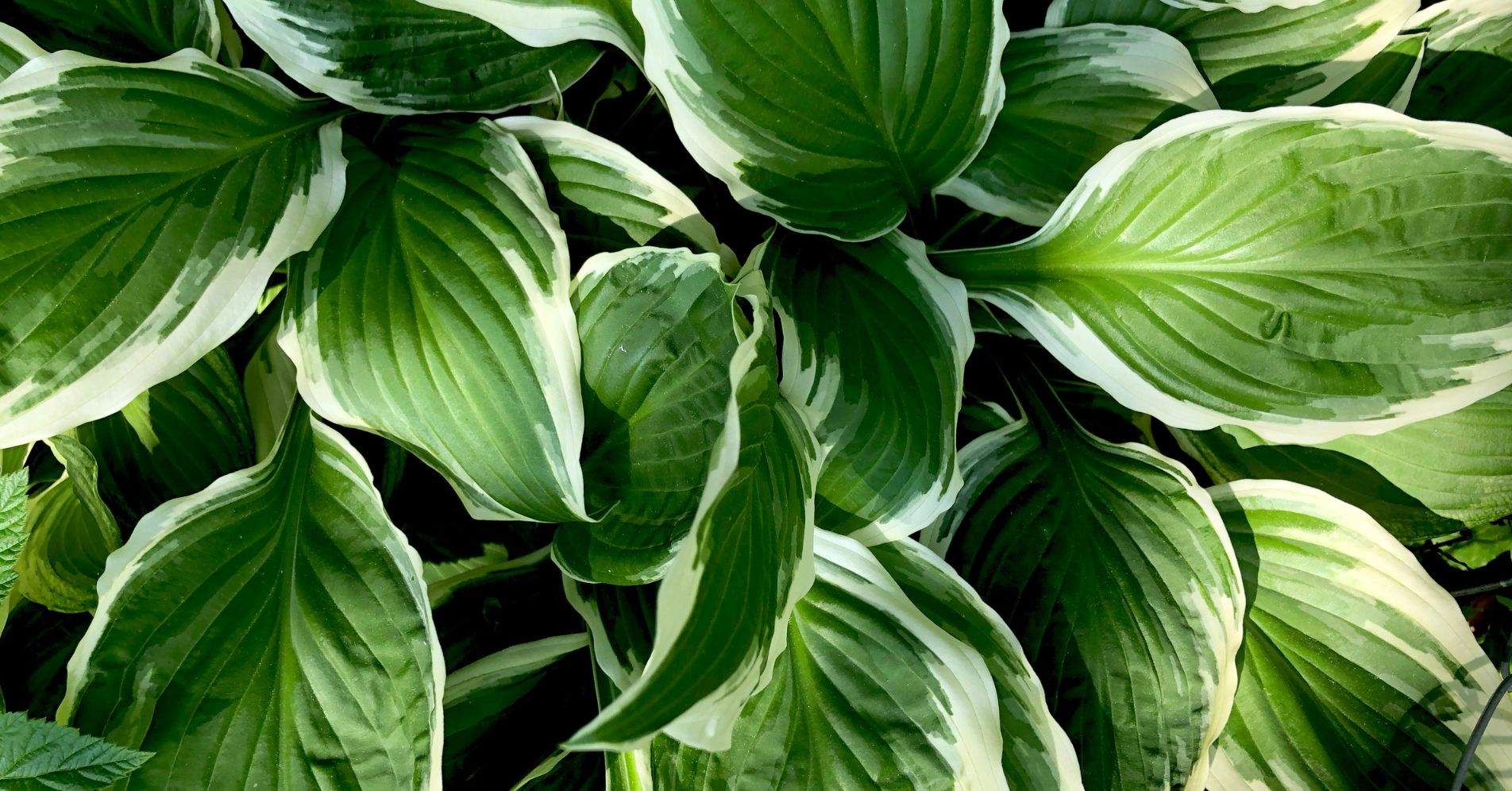 These are the best plants for hot, bare balconies AWW