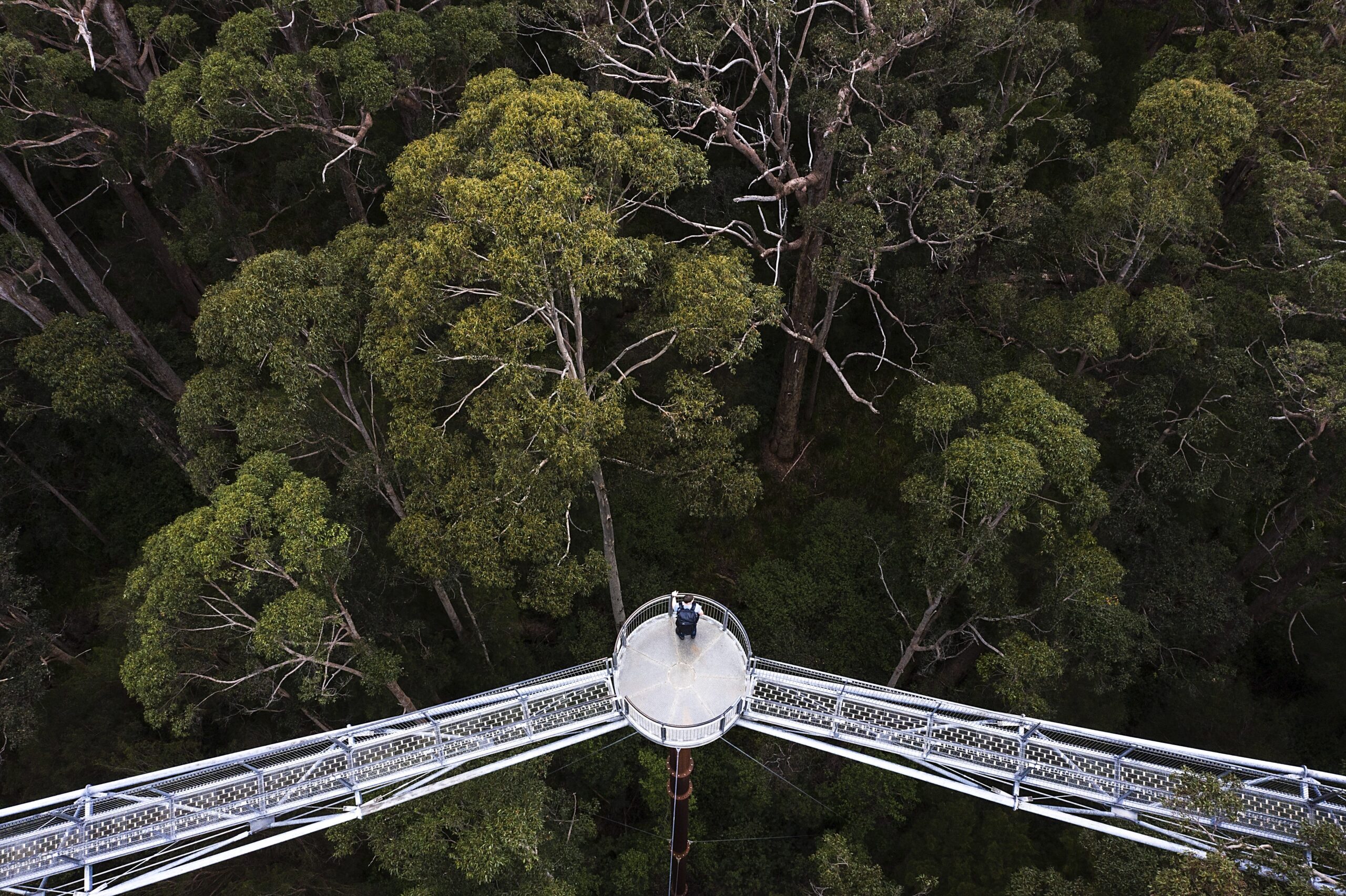 Aerial view of Treetops walk in Valley of the Giants, Western Australia