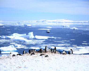 A group of penguins in Antartica