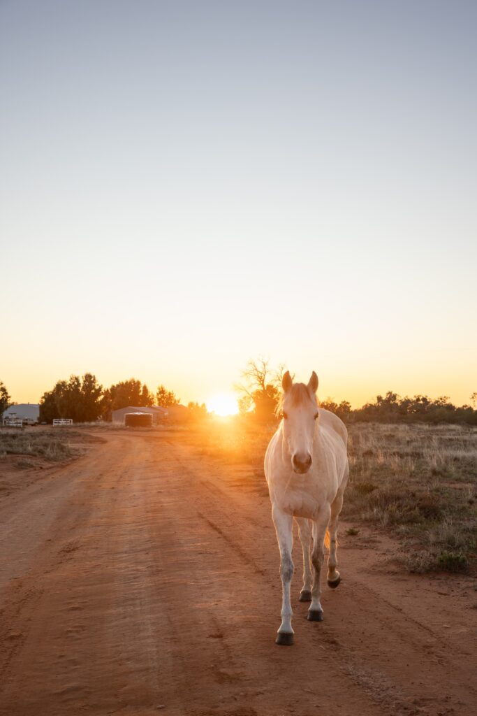A white horse gallops towards camera at sunset in outback NSW