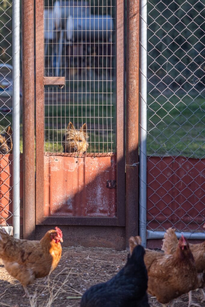 Dogs watch chickens through wire fencing.