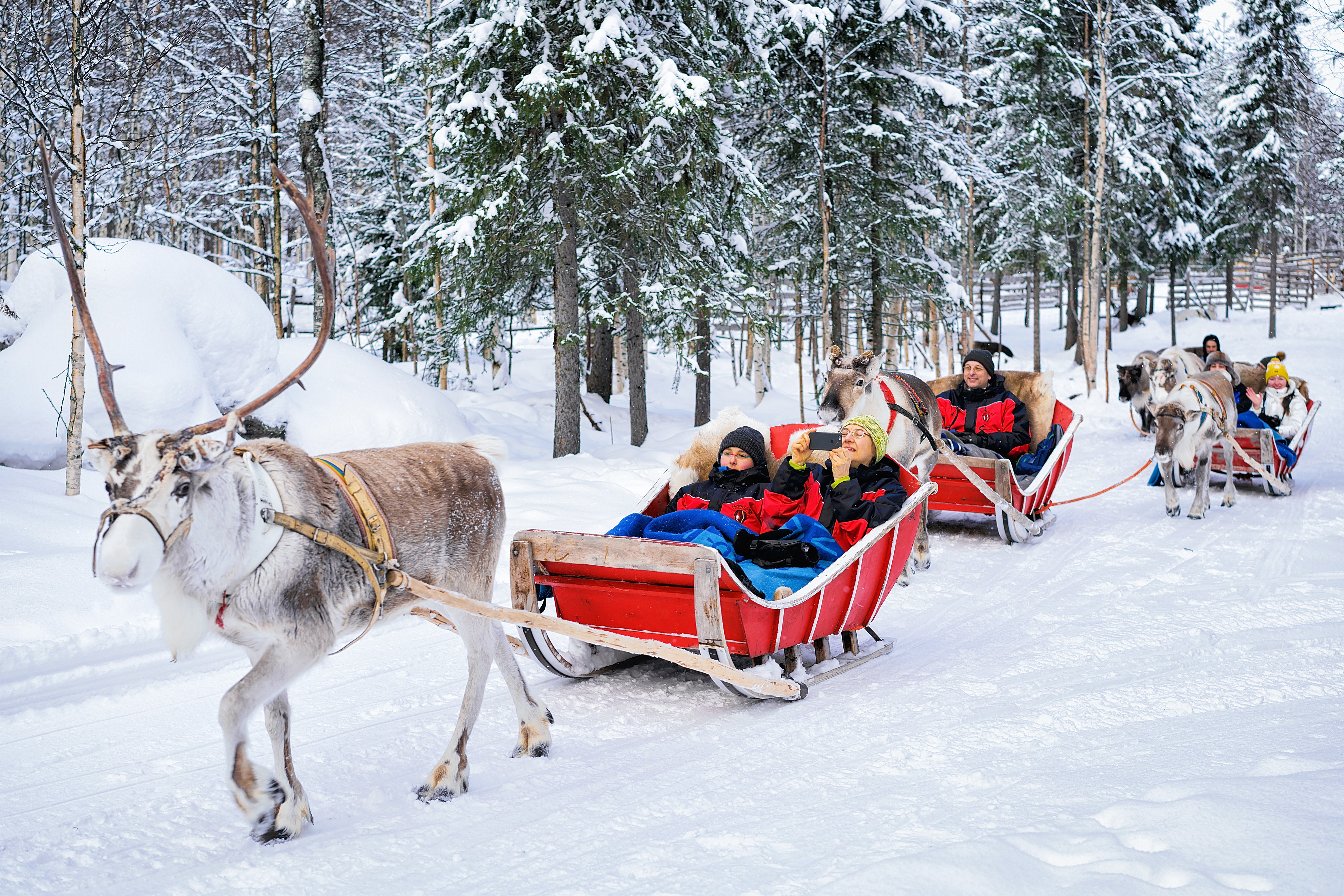 white christmas destinations - Rovaniemi, Finland - March 5, 2017: People in Reindeer sledge caravan safari in winter forest in Rovaniemi, Lapland, Finland