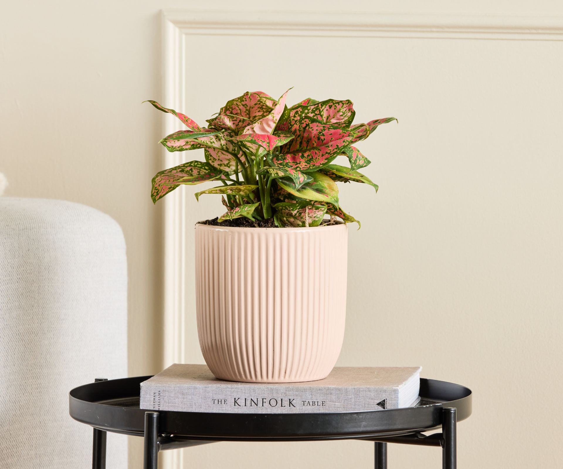 The ‘Pink Splash’ Aglaonema plant in a pink pot.