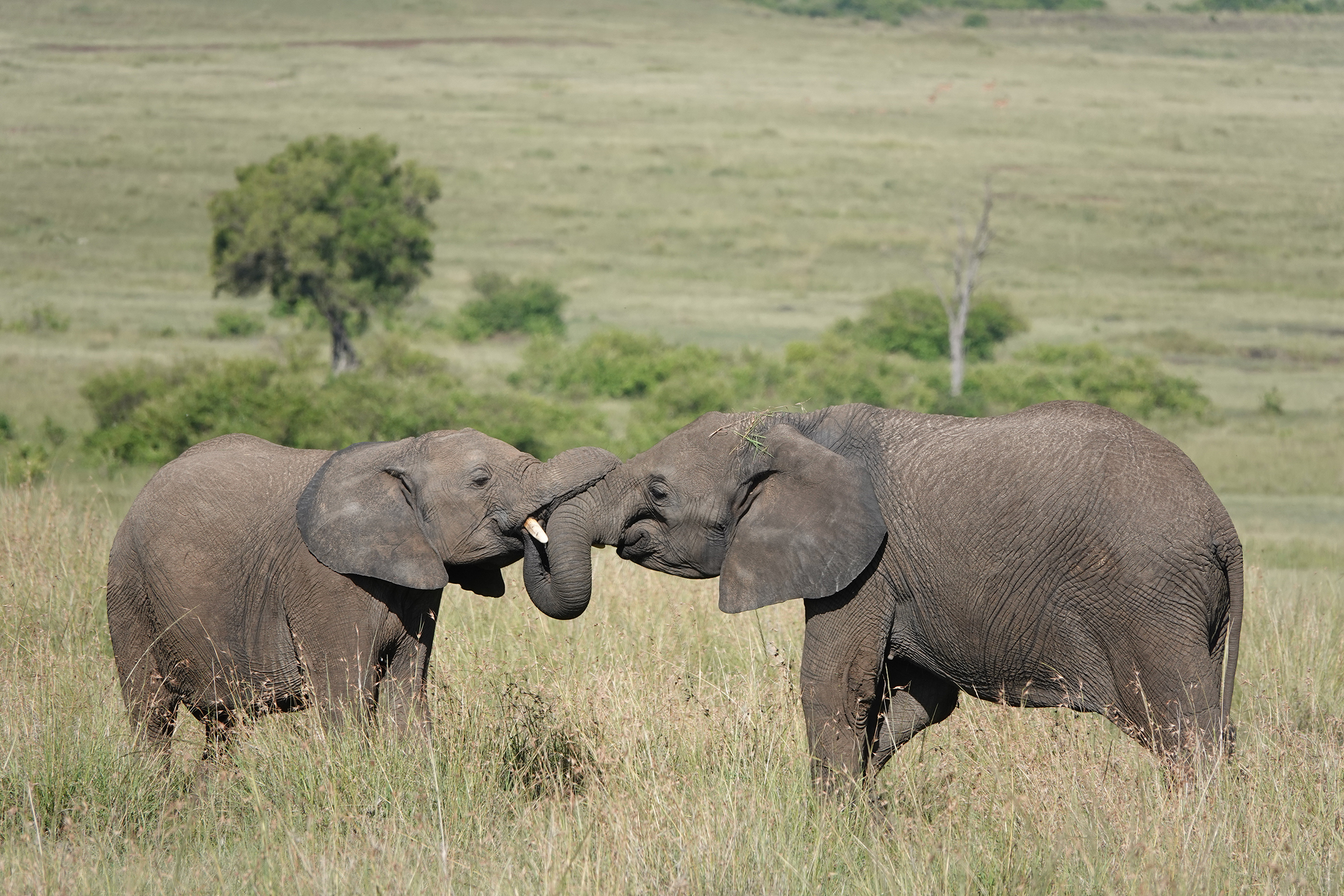Two elephants in the wild. 