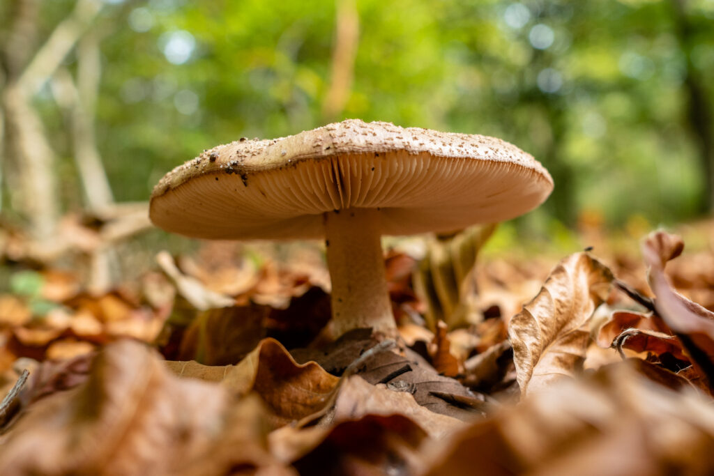 type of mushroom