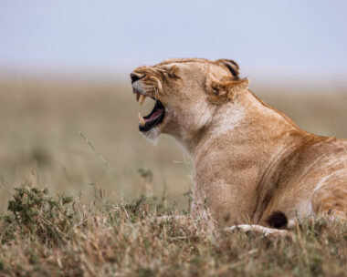 Lioness roaring in the wild - representative of the article on how to control anger.