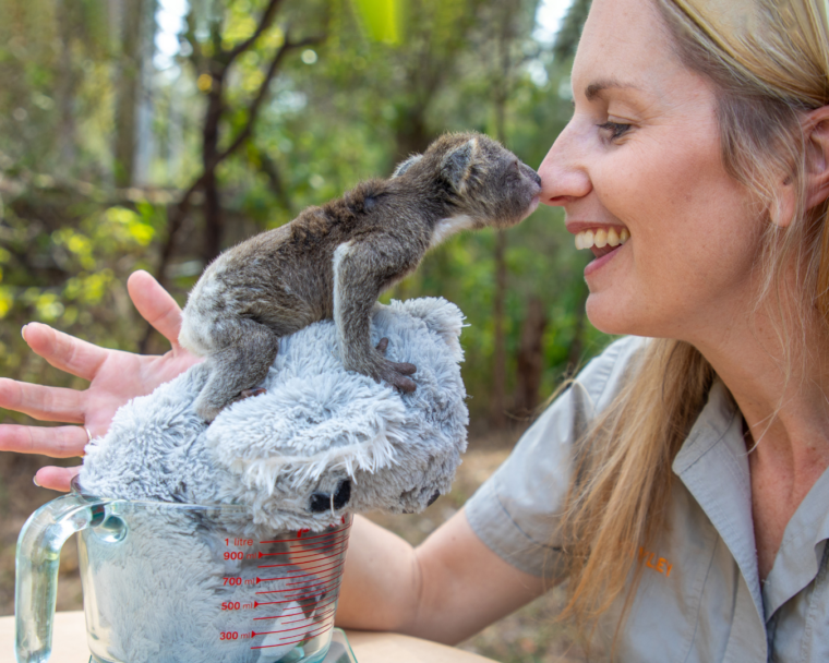 ‘I’m a koala whisperer’: Hayley Shute is saving an Aussie icon