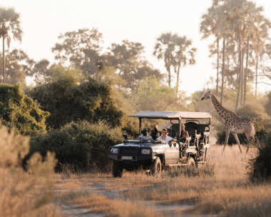 A safari through Botswana’s wildlife wonder