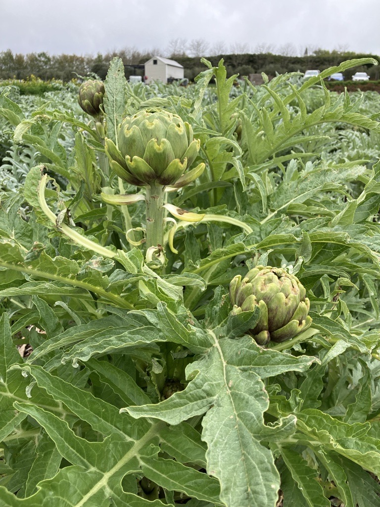 Two artichokes grow in the vegetable garden. In the distance is the tall bakery building.